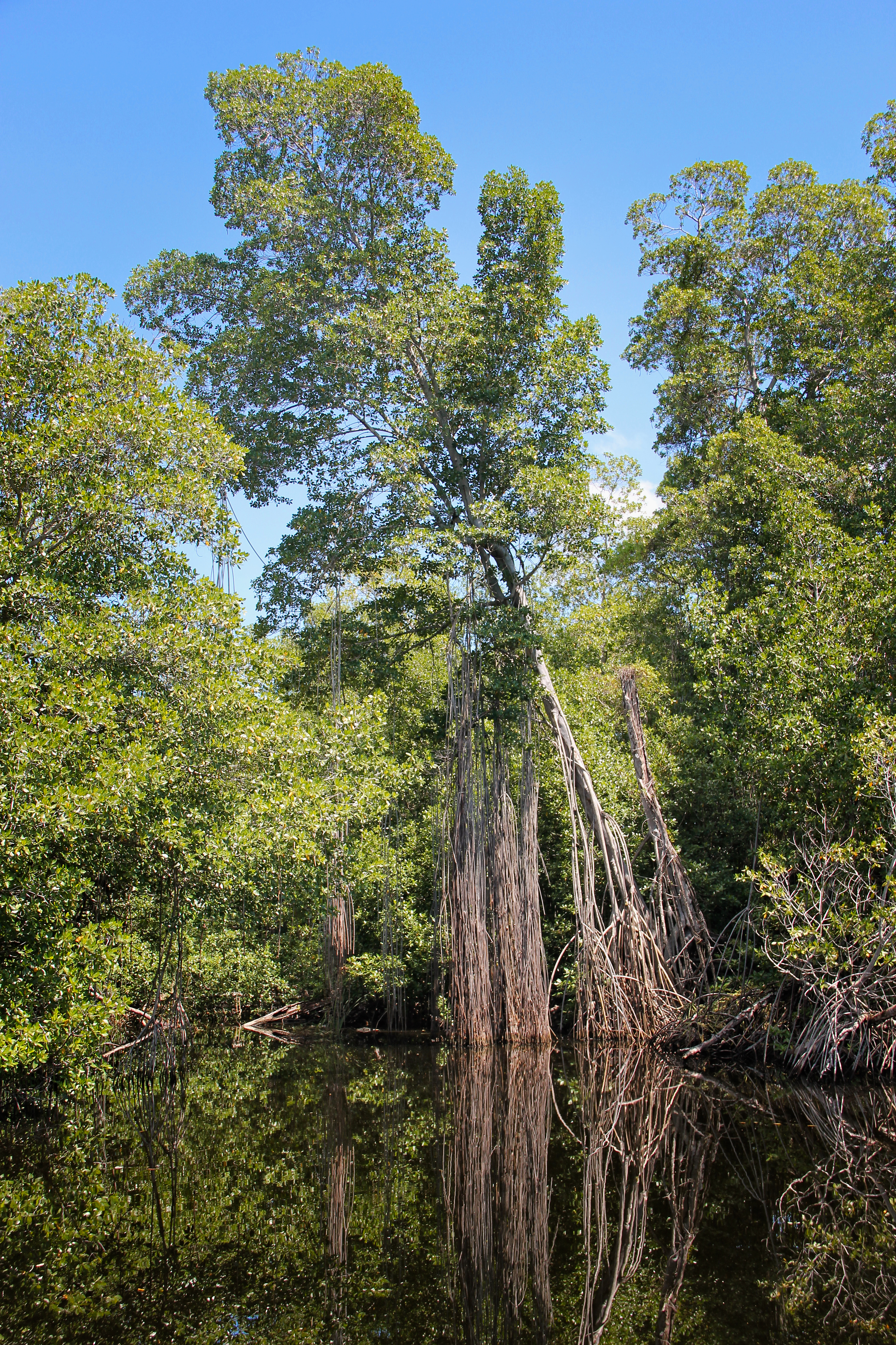 Sundarban